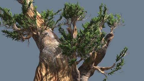 Bristlecone Pine, Thick Tree Down Up is Swaying at the Wind, Tree Cut Out of Chroma Key, Tree on Alfa Channel, Alpha Channel, Green Narrow Tree Leaves are Fluttering on a Crown, Tree in Sunny Day in