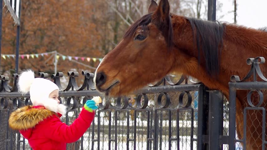 Children feeding a horse