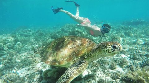 Beautiful take of a white girl in a bikini snorkeling wit a sea turtle snow motion shot.
