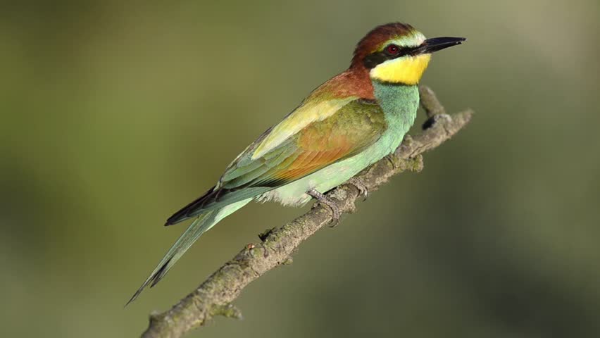 European bee-eater (Merops apiaster) sitting on the branch