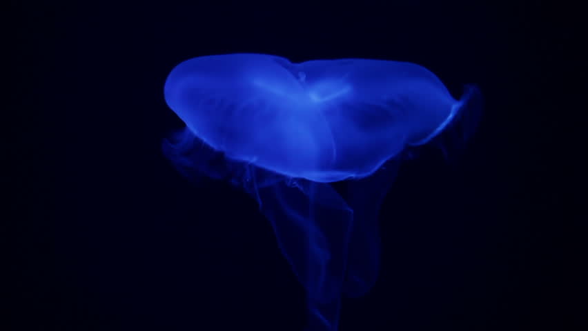 Gently moving jelly fish in glowing coloration against dark background