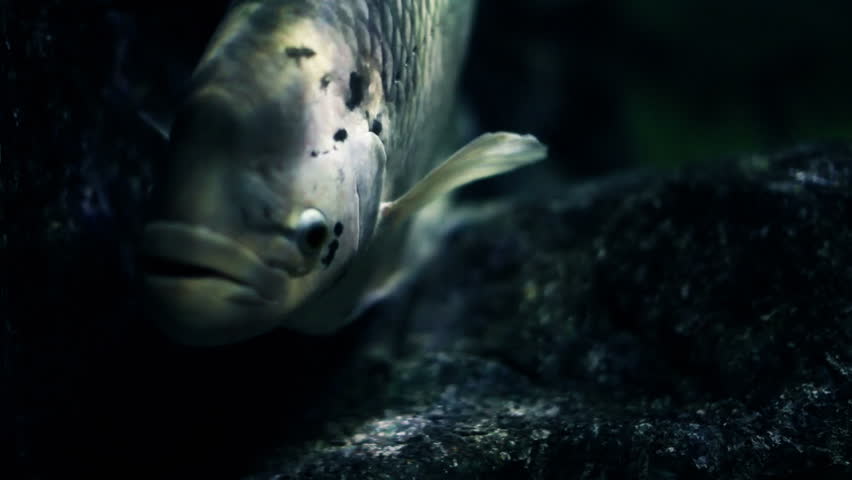 Close up of a curious looking fish shot in a giant aquarium