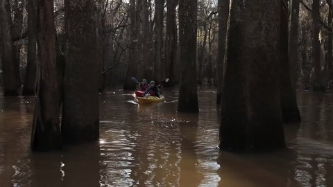 CIRCA 2010s - Various shots of kayakers paddling through the Congaree National Park wilderness in South Carolina.