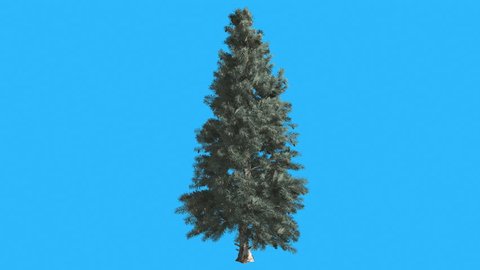 Blue Spruse, Tree is Swaying at the Wind on Chroma Key, Alfa Channel and Blue Screen, Alpha Mate, Blue Long Narrow Leaves are Fluttering on a Crown, Thin Trunk Tree in Sunny Day in Summer, Computer
