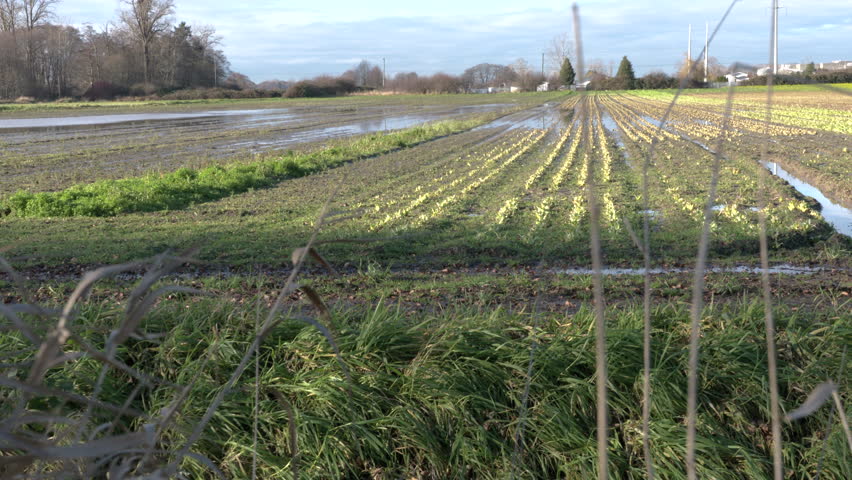 Farmland Flooding. A dolly shot of a farm field flooded after heavy rain. 4K. UHD.


