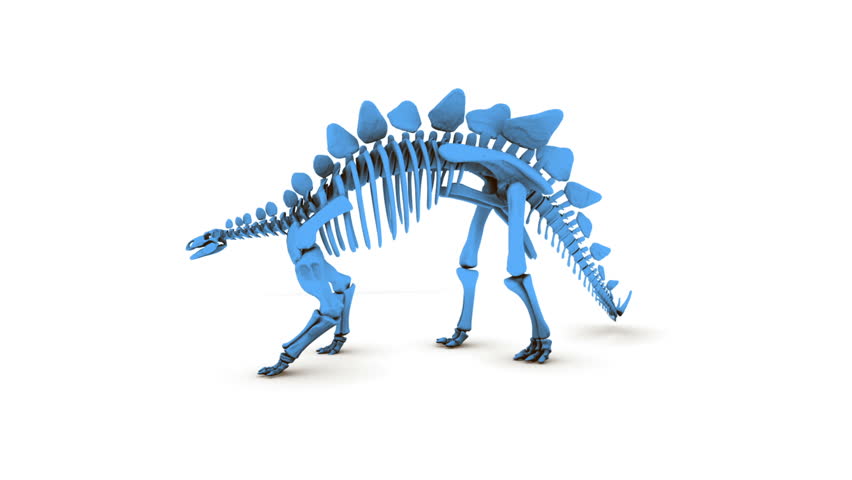 stegosaurus skeleton model