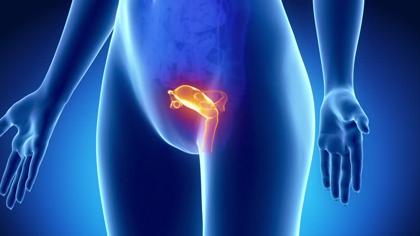 Female Reproductive Organs Anatomy in Stock Footage Video (100% Royalty