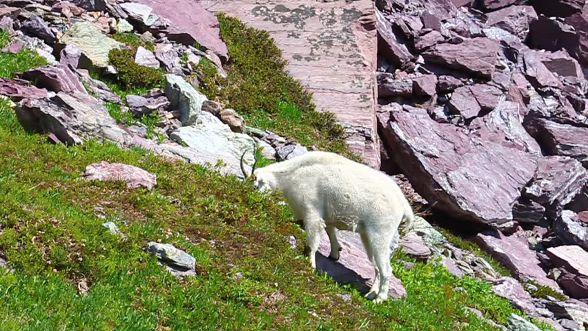 Mountain Goat (Oreamnos americanus) browses on vegetation at Glacier National Park in Montana