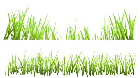 3D generated Green Grass Growing Isolated on White Background,  With Matte Channel,  Timelapse.