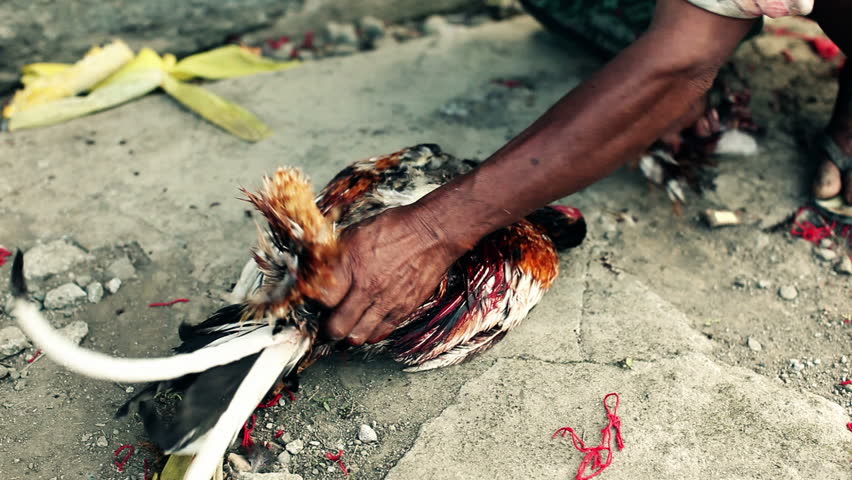Male hands taking off feathers of dead fighting cock