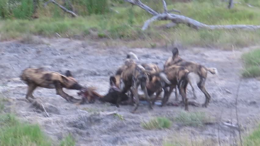 Wild Dogs having a feast . Delta del Okavango Botswana .Eating Impala .