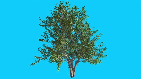 River Birch, Small Tree is Swaying at the Wind on Chroma Key, Alfa and Blue Screen, Green Tree Leaves are Fluttering on a Crown, Thin Trunk Tree in Sunny Day in Summer, Computer Generated Animation