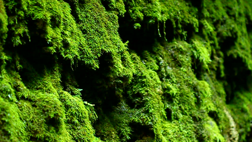 Moss and water droplets along a canyon wall of the Devils Punch Bowl at Shades State Park Indiana