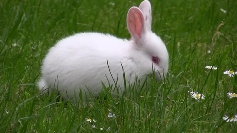 Cute White Rabbit Playing Green Grass Stock Footage Video (100% Royalty ...