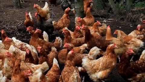 free range chickens on a farm
