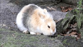 little rabbit, sweet, easter

