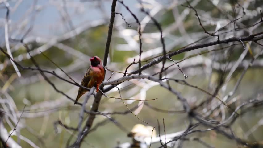 The Gouldian finch (Erythrura gouldiae), also known as the Lady Gouldian finch, Goulds finch or the rainbow finch, is a colourful passerine bird endemic to Australia.