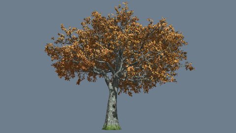 White Oak Tree is Swaying at the Wind, Tree Cut Out of Chroma Key, Tree on Alfa Channel, Red and Yellow Tree Leaves are Fluttering on a Crown, Tree in Sunny Day in fall, autumn, Computer Generated