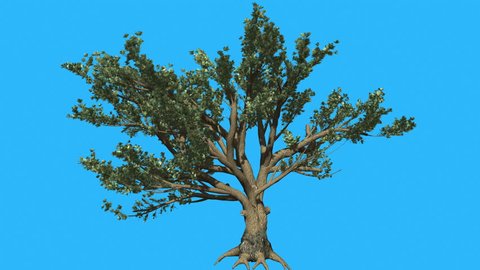 Cedar of Lebanon Trunk and Roots, Tree is Swaying at the Wind on Chroma Key, Alfa and Blue Screen, Green Tree Leaves are Fluttering on a Crown, Tree in Sunny Day in Summer, Computer Generated