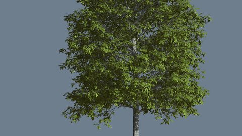 Shingle Oak, Tree is Swaying at the Wind, Tree Cut Out of Chroma Key, Tree on Alfa Channel, Green Tree Leaves are Fluttering on a Crown, Thin Trunk Tree in Sunny Day in Summer, Computer Generated