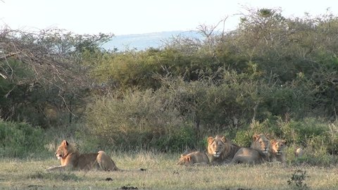 Lioness comes and greets pride of Lions