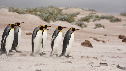 Volunteer Point, Falkland Islands. A line of King Penguins walking on the beach.