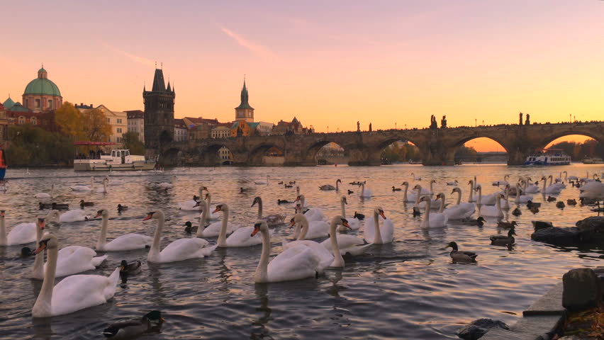Charles bridge in Prague city, Czech Republic, Europe. Famous old town architecture landmark over river Vltava at sunset sky. Urban tourism cityscape, panorama view of Praha town history, swans, tower Royalty-Free Stock Footage #13344497