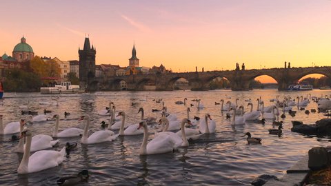 Charles bridge in Prague city, Czech Republic, Europe. Famous old town architecture landmark over river Vltava at sunset sky. Urban tourism cityscape, panorama view of Praha town history, swans, tower