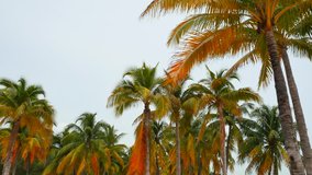 Palm trees in Miami gimbal motion footage