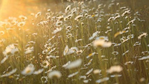 Romantic daisy field background at sunset