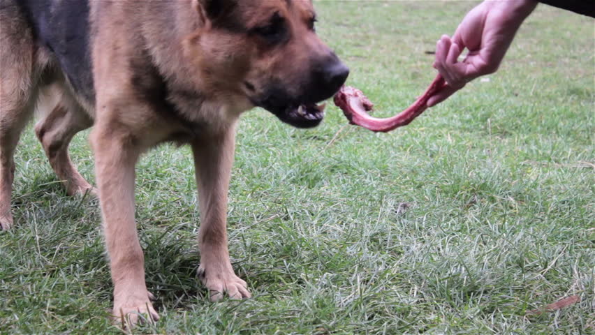 giving a dog a bone