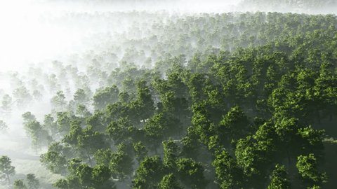 morning fog in dense tropical rainforest. aerial
