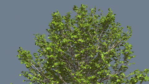Agarwood Chromakey Crown Isolated Tree Chroma Key Alfa Alfa Channel Tree Crown, Swaying Tree, Green Branches Swaying at the Wind, Summer, Computer Generated, Animation, outdoors, studio