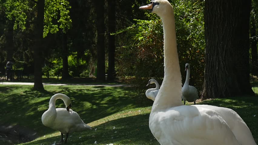 White Birds Swans Are Walking by a Green Meadow, Big Swan Spreads His Wings, Flapping the Wings, Water is Sprinkling on a Bird from the Sprinkle , other swans are walking, swan lake at green park,