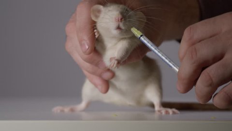 Giving medicine to a small animal - Pet rat needs antibiotics - Veterinarian caring for pets