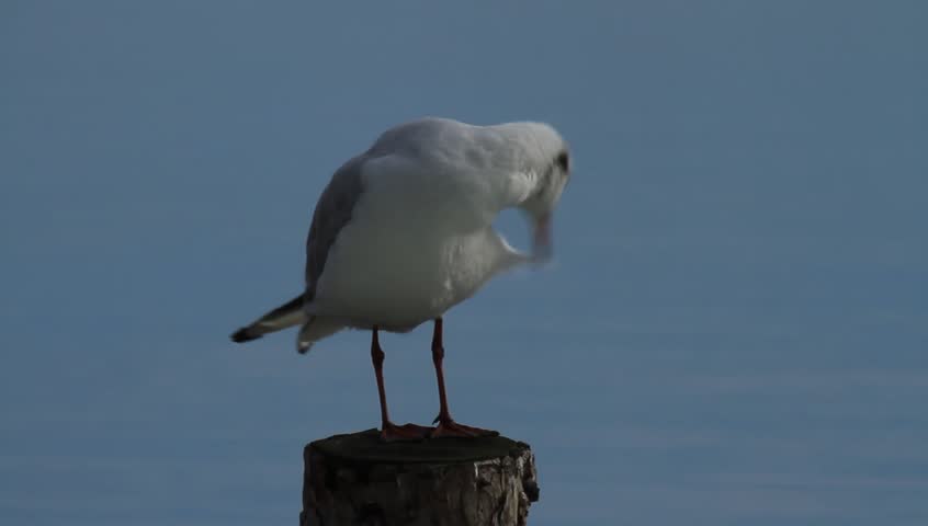 Black-headed gull on a pole