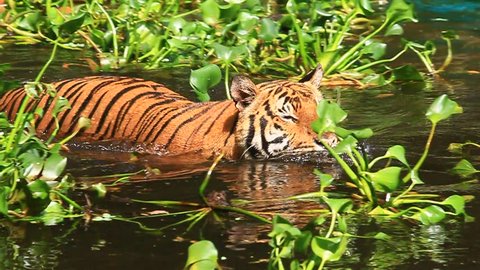 Tiger swimming in water with aquatic plants