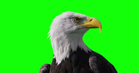 4K Close up of American Bald Eagle against green screen background. Shot on RED Epic.