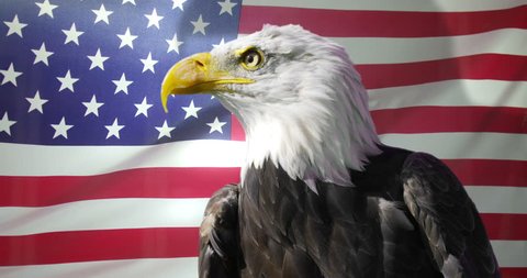 American Bald Eagle Symbol America Flag Stock Photo 589791074 ...