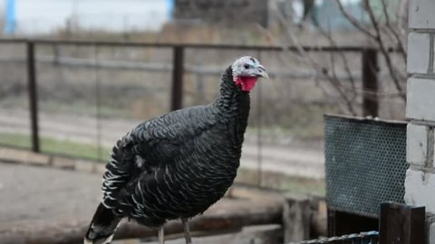 Turkey cock. Turkey bird.