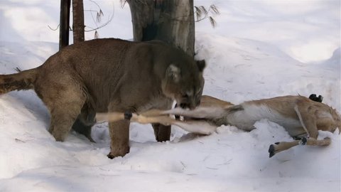Mountain Lion pulls carcass to den and begins dining part 1b