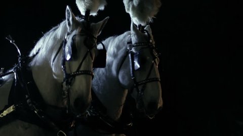 Two royal white horses harnessed to a carriage at night.