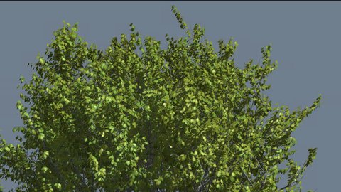 Red Oak Top of Tree Crown on Alfa Channel Tree Crown with Green Fluttering Leaves is Swaying at Strong Wind in Summer Day Computer Generated Animation Made in Studio