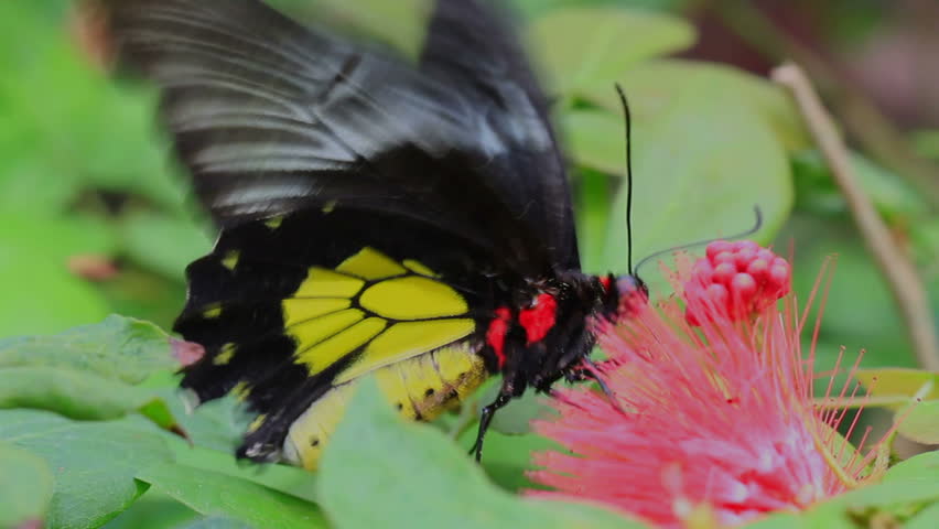 Butterfly eats/drinks from flowers frantically in a macro close up