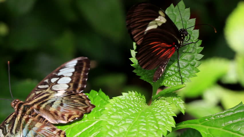 Butterfly rests gently drying its wings