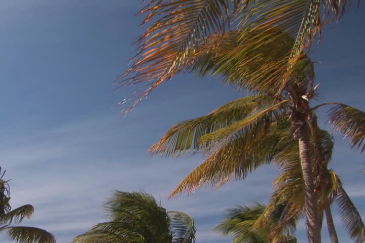 NTSC: Tropical beach