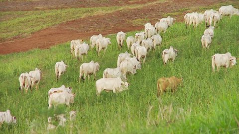 Nelore Cattle in pasture field