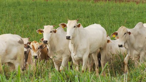 Nelore Cattle in pasture field