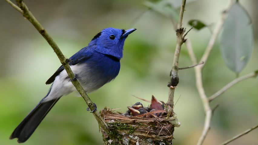 male black-naped blue flycatcher monarch beautiful Stock Footage Video ...