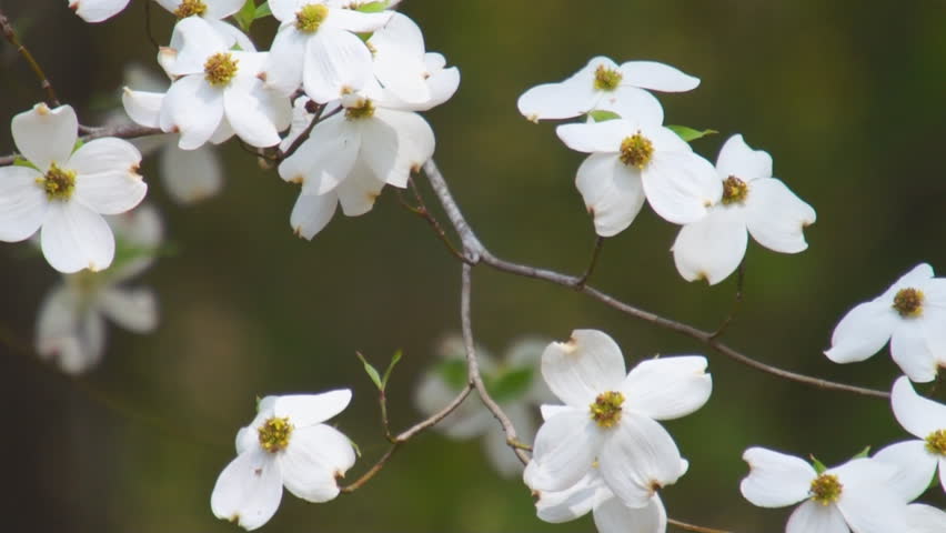 Flowering Dogwood (Cornus florida) is an ornamental tree of the southern United
